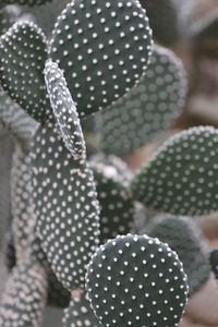 Close-up of prickly pear cactus