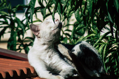 Cat sitting on a plant