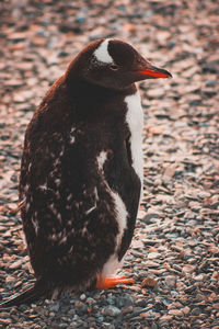 Close-up of penguin on shore