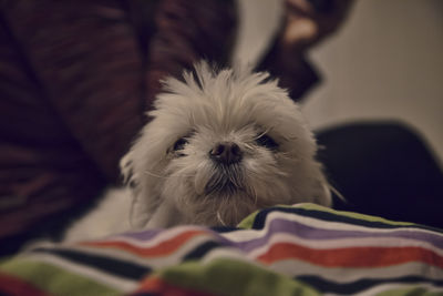 Portrait of maltese puppy at home