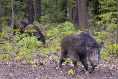 Wild boar, venison, forest. trees. day.