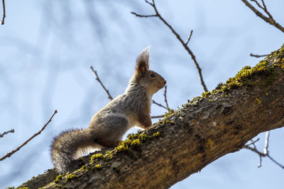 Squirrel on tree