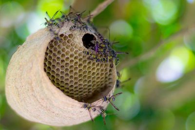 Close-up of bee on leaf against blurred background