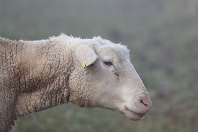 Close-up of sheep in the pasture