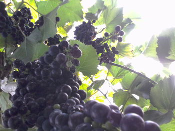 Close-up of grapes growing in vineyard