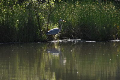 High angle view of gray heron on lake