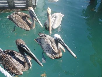 High angle view of pelicans swimming in water