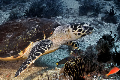 Close-up of fish in sea