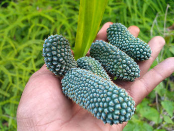 Cropped image of person holding fruit