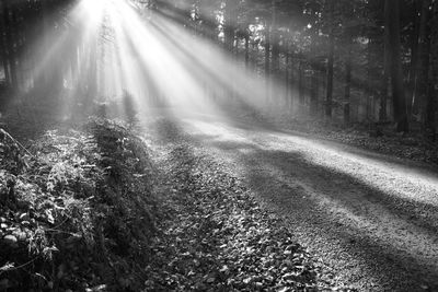 Scenic view of forest
