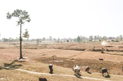 Scenic view of field against clear sky