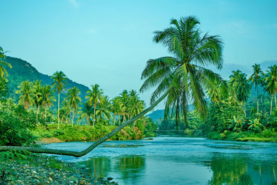 Scenic view of palm trees against sky