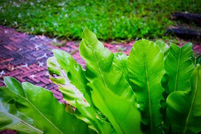 Close-up of fresh green leaves