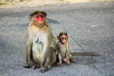 Close-up of monkey