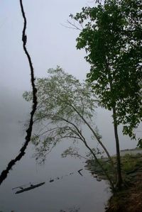 Reflection of trees in lake