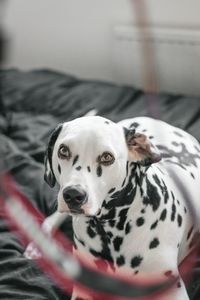 Close-up portrait of dog