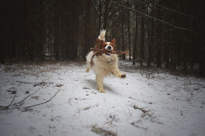 Dog on snow covered trees during winter