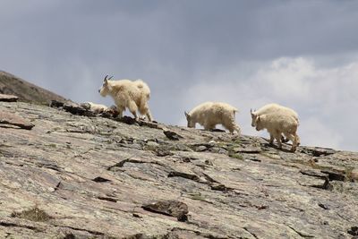 Low angle view of animal on rock against sky