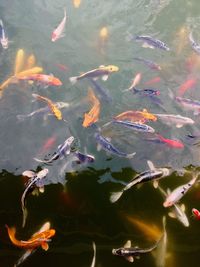 High angle view of koi carps swimming in pond