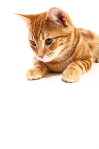 Close-up of a cat over white background