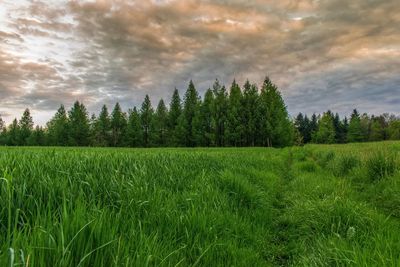 Scenic view of field against sky
