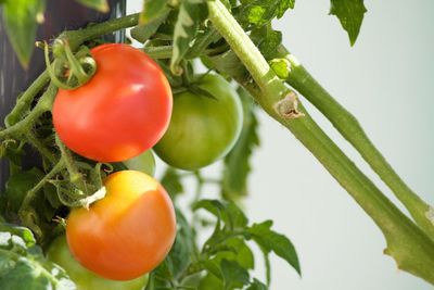 Close-up of tomatoes