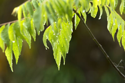 Close-up of leaves