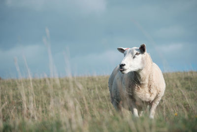 Sheep standing in a field