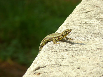 Close-up of lizard on rock