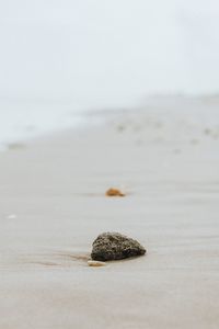 Little rock at the beach