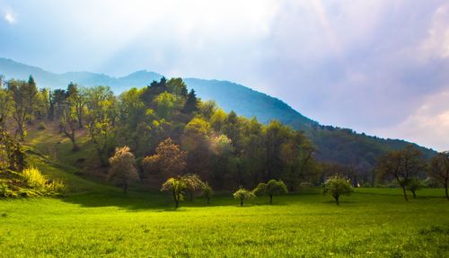 Scenic view of trees on field against sky