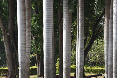 Full frame shot of bamboo trees