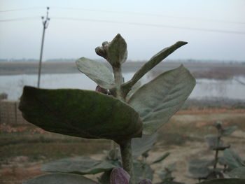 Close-up of succulent plant on field against sky