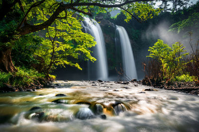 Scenic view of waterfall in forest