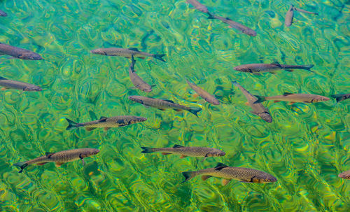 High angle view of fishes swimming in sea