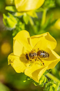 Close-up of bee pollinating on yellow flower