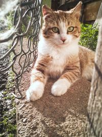 Portrait of cat sitting outdoors