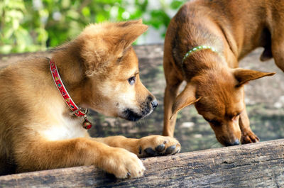 Close-up of dogs on wood