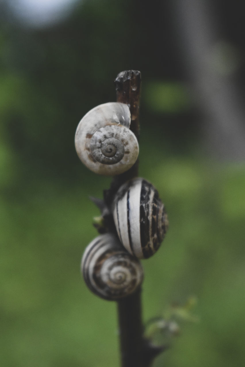 snail, mollusk, gastropod, animal wildlife, animal, close-up, animal themes, shell, snails and slugs, animal shell, macro photography, spiral, focus on foreground, no people, nature, wildlife, plant, day, green, group of animals, outdoors, selective focus, plant stem, beauty in nature, growth, two animals