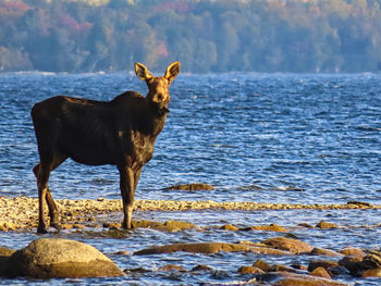 Horse standing on rock by sea