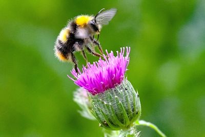 Close-up of bee on purple flower