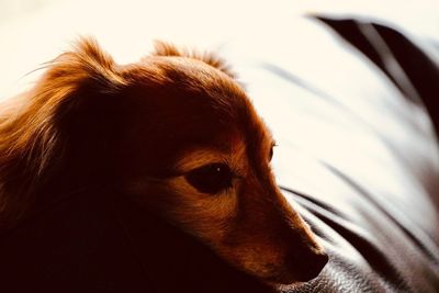 Close-up of a dog looking away