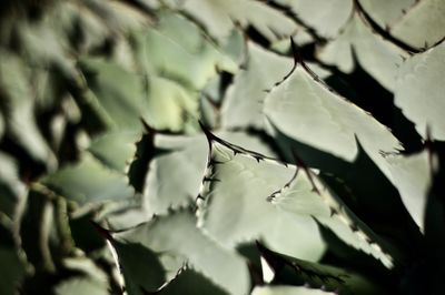 Close-up of fresh leaves