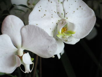 Close-up of white orchid blooming outdoors