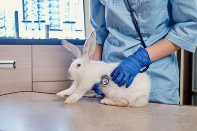 Midsection of man with rabbit