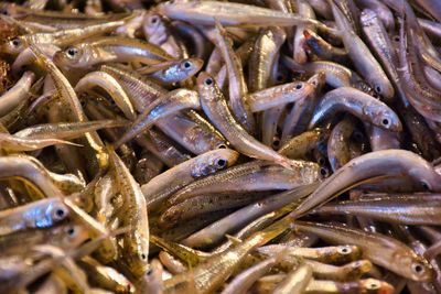 Full frame shot of fish