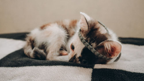 Close-up of cat sleeping