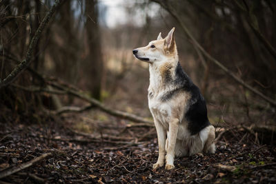 View of a dog looking away on field