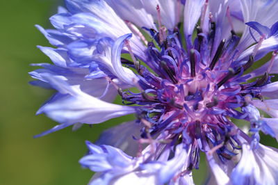 Close-up of purple flowering plant