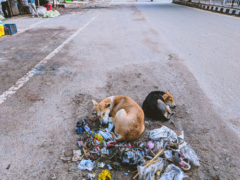 High angle view of dogs sitting on footpath